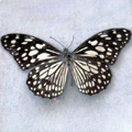 Blue glassy tigerDanais limniace